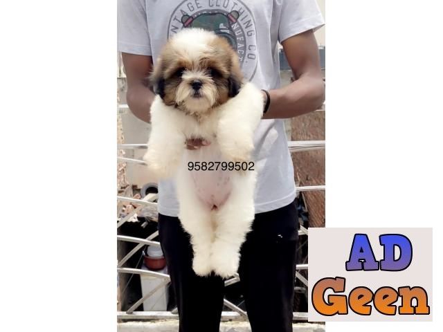 used Shihtzu pupp Available 9582799502 for sale 